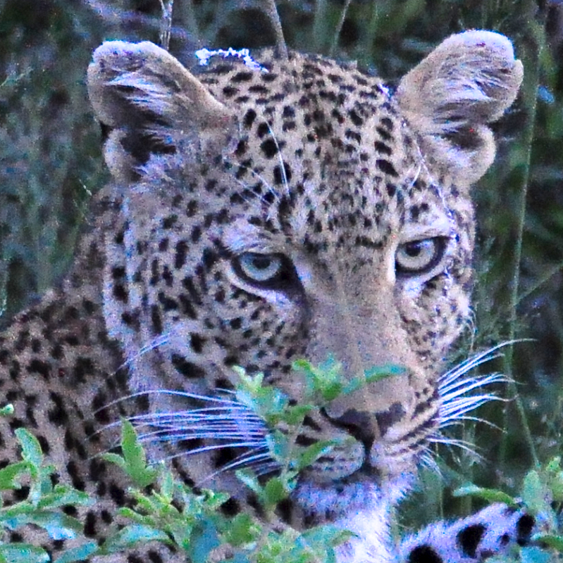 Melanie Heinrich - travel images - Lion Sands Private game reserver Hazyview
